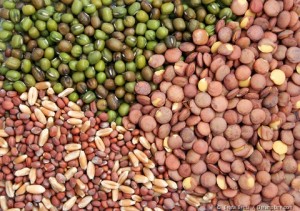 The VidaVerde Seed Collection