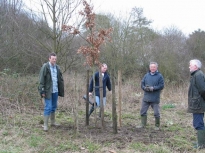 2003KensTree03