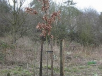 2003KensTree04