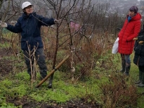 Pruning talk 10-02-18_05