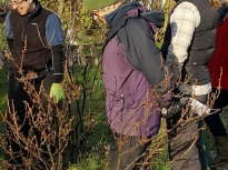 Pruning talk 16-02-18_16