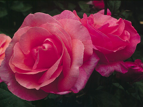 Hordes Roses Growing Roses as a Crop 2 | Sunnyside Allotment Society